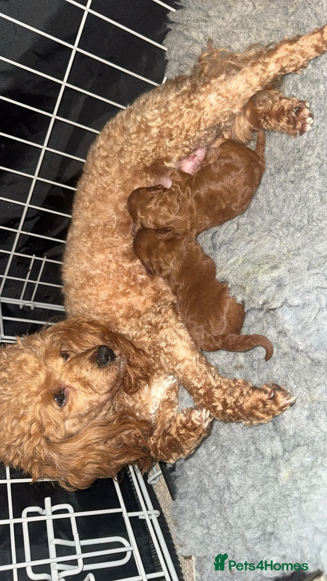 Toy Poodle dogs for stud: ✨PROVEN Asian toy poodle for STUD✨ - Advert 4