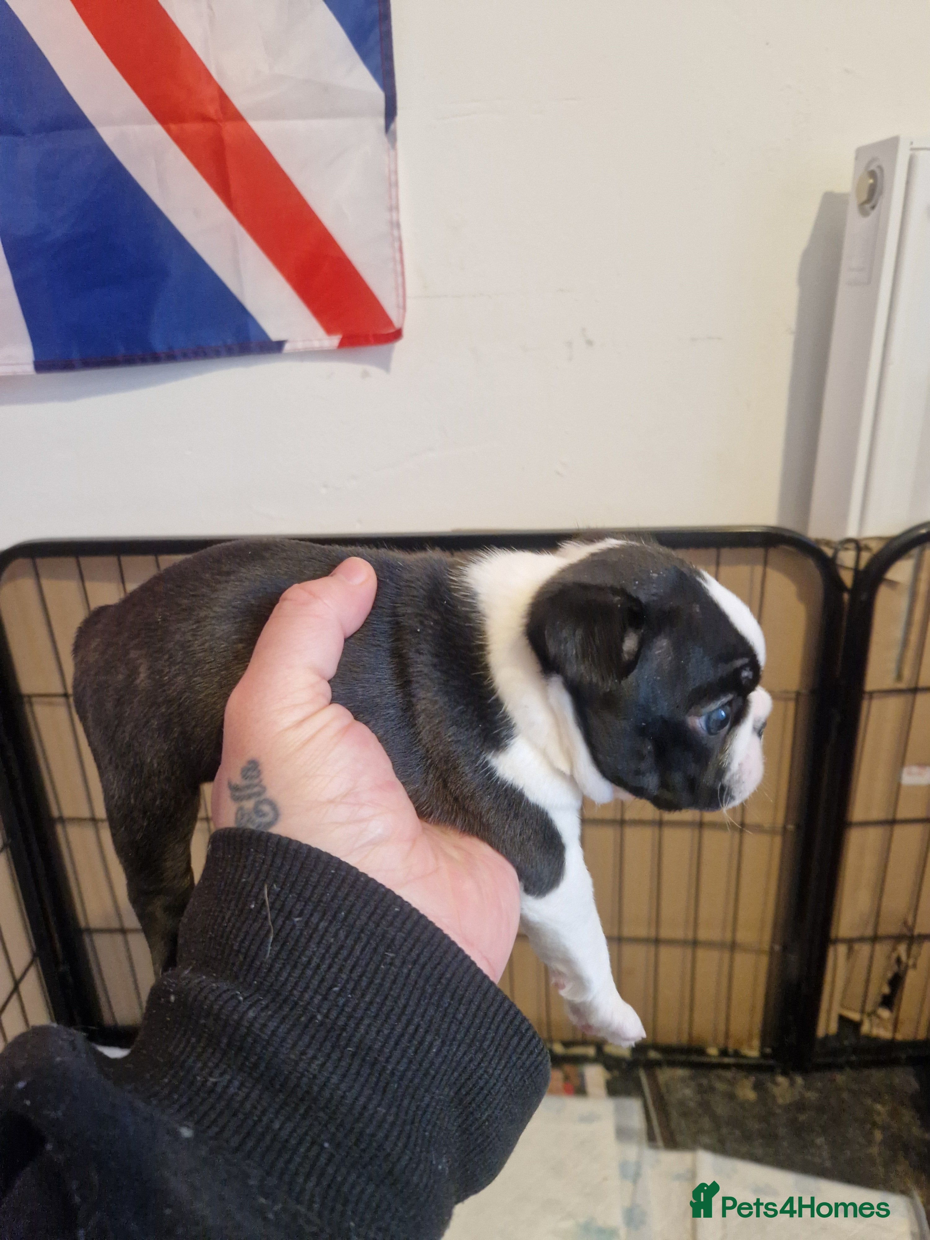 Boston Terrier dogs Boston Terrier puppy for sale.  - Advert 7
