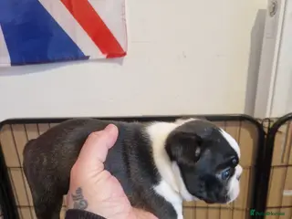 Boston Terrier dogs Boston Terrier puppy for sale. - Advert 7