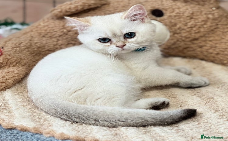 British Shorthair cats - Advert 1