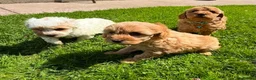 Cavapoo dogs for sale: Toy Cavapoo Puppies  - Advert 15