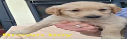 Golden Retriever dogs for sale: Extensively Health Tested Kc Reg Pups in Doncaster - Advert 17