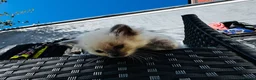 Ragdoll cats for sale: One ragdoll girls  - Advert 7