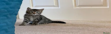 Tabby 1