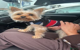 Yorkshire Terrier dogs for stud: Stud  - Image 4
