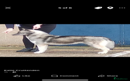 Siberian Husky dogs for sale: Kc reg Siberian husky puppies  - Image 11