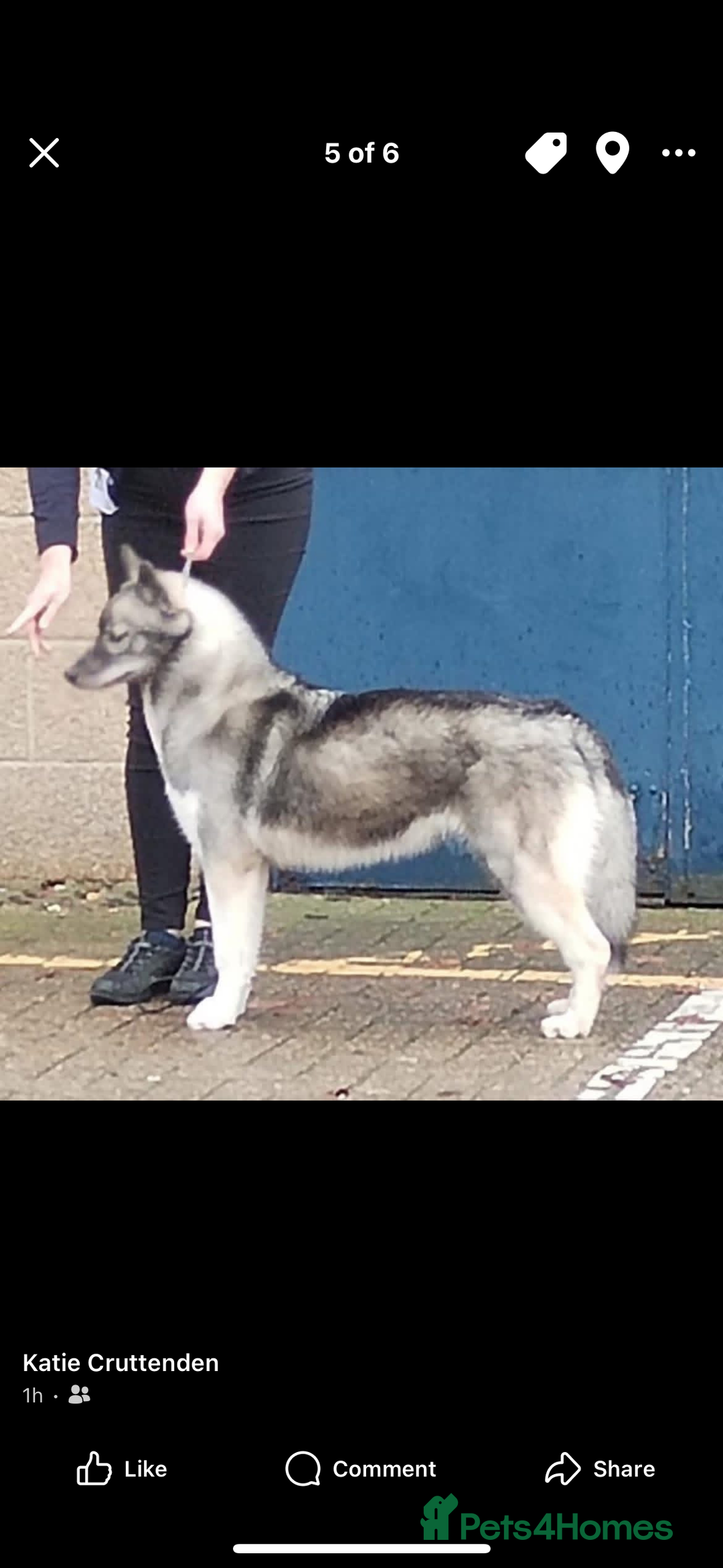 Siberian Husky dogs for sale: Kc reg Siberian husky puppies  - Image 11