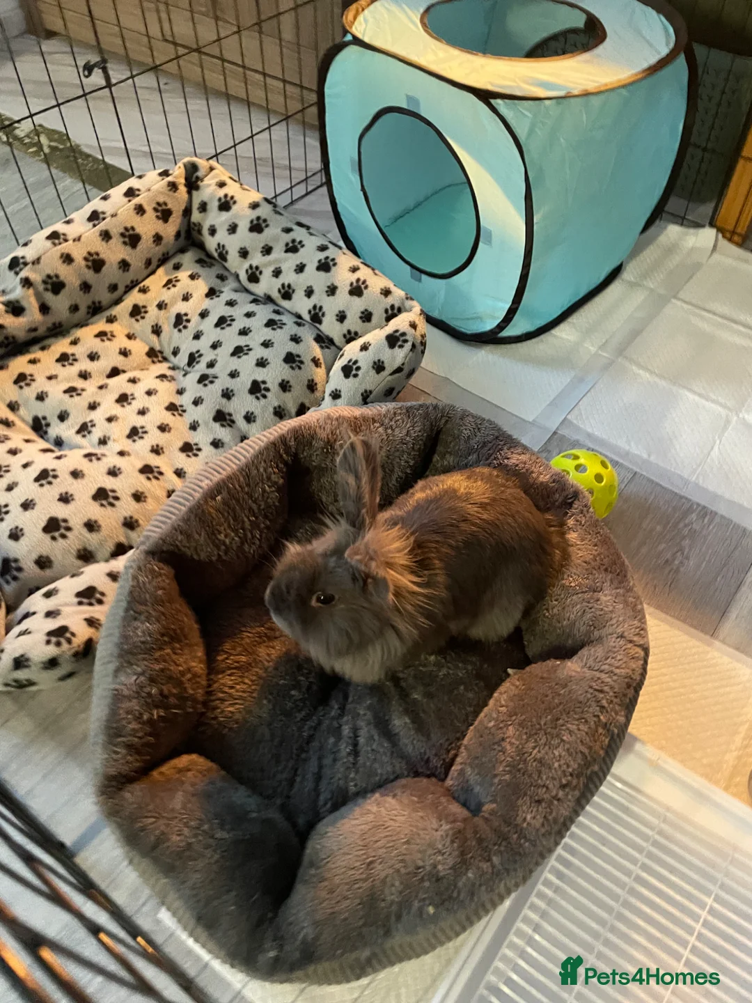 Lionhead rabbits for sale: Male grey lion head rabbit  - Advert 1