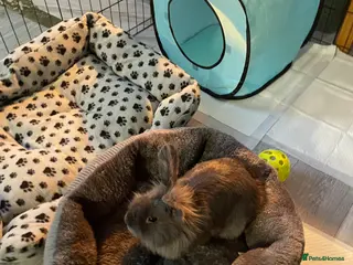 Lionhead rabbits Male grey lion head rabbit - Advert 1