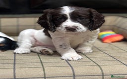Cocker Spaniel dogs for sale: Gorgeous Cocker Spaniel Girls  - Image 6