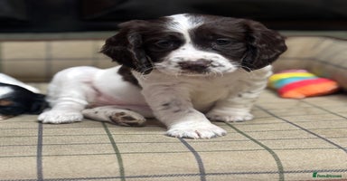 Cocker Spaniel dogs - Advert 14