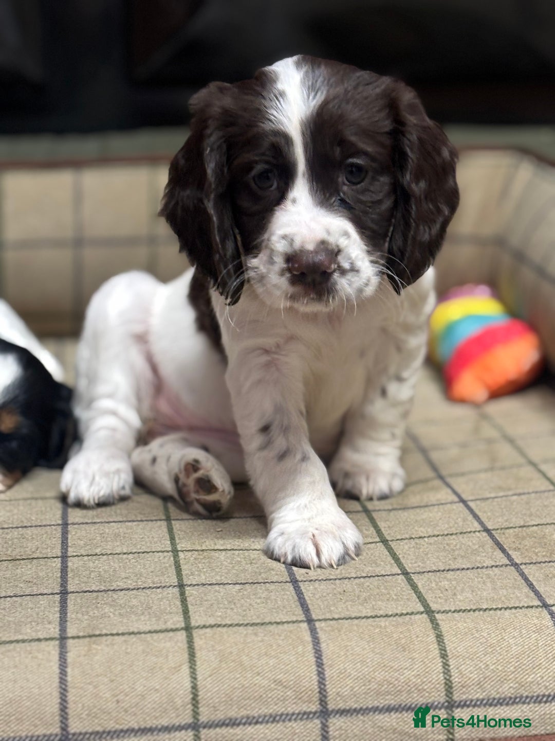 Cocker Spaniel dogs for sale: Gorgeous Cocker Spaniel Girls  - Image 6