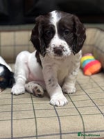 Cocker Spaniel dogs - Advert 5