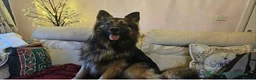 German Shepherd dogs for sale: Long haired German shepherd pups  - Advert 4
