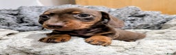 Miniature Dachshund dogs for sale: Gorgeous KC Registered Miniature Dachshund  - Advert 2