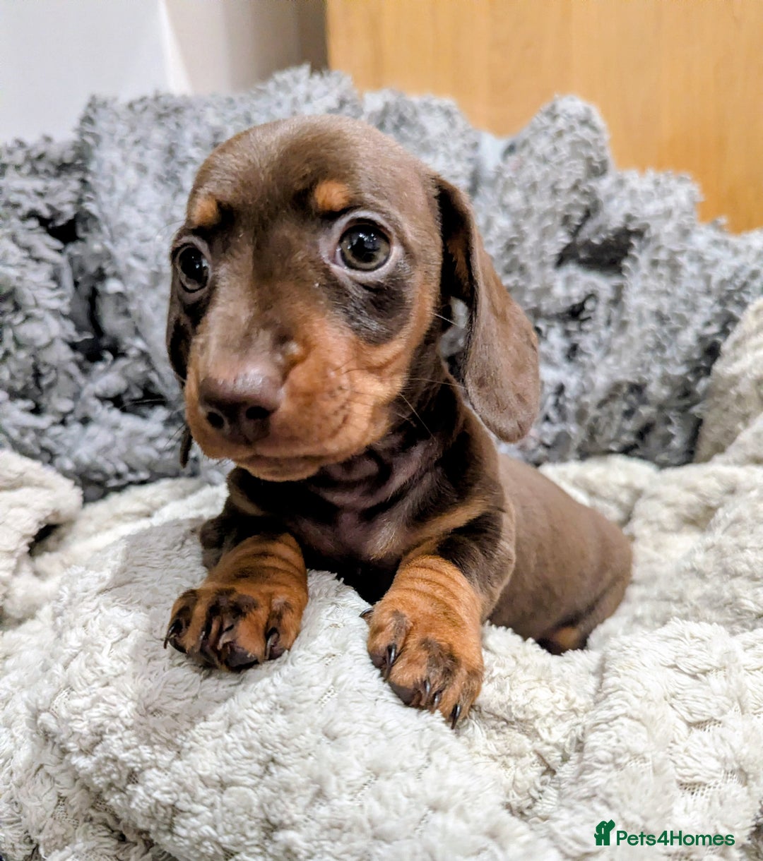 Miniature Dachshund dogs for sale: Gorgeous KC Registered Miniature Dachshund  - Advert 2
