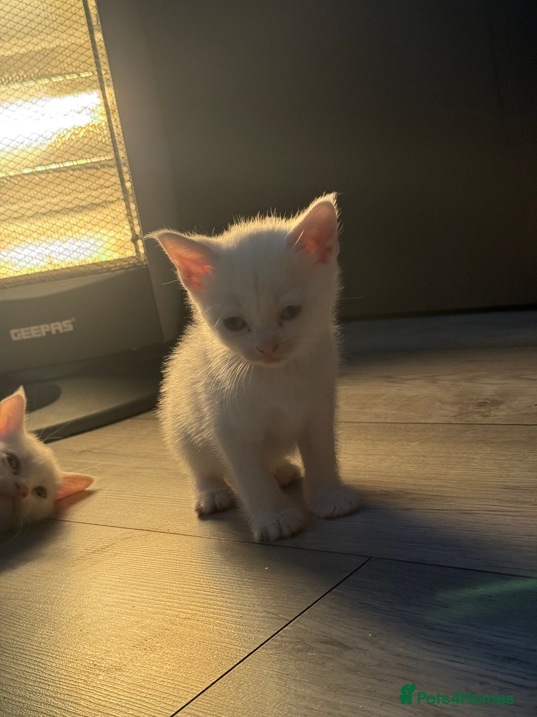 Mixed Breed cats for sale: cross breed Scottish fold cross main coon  - Image 9