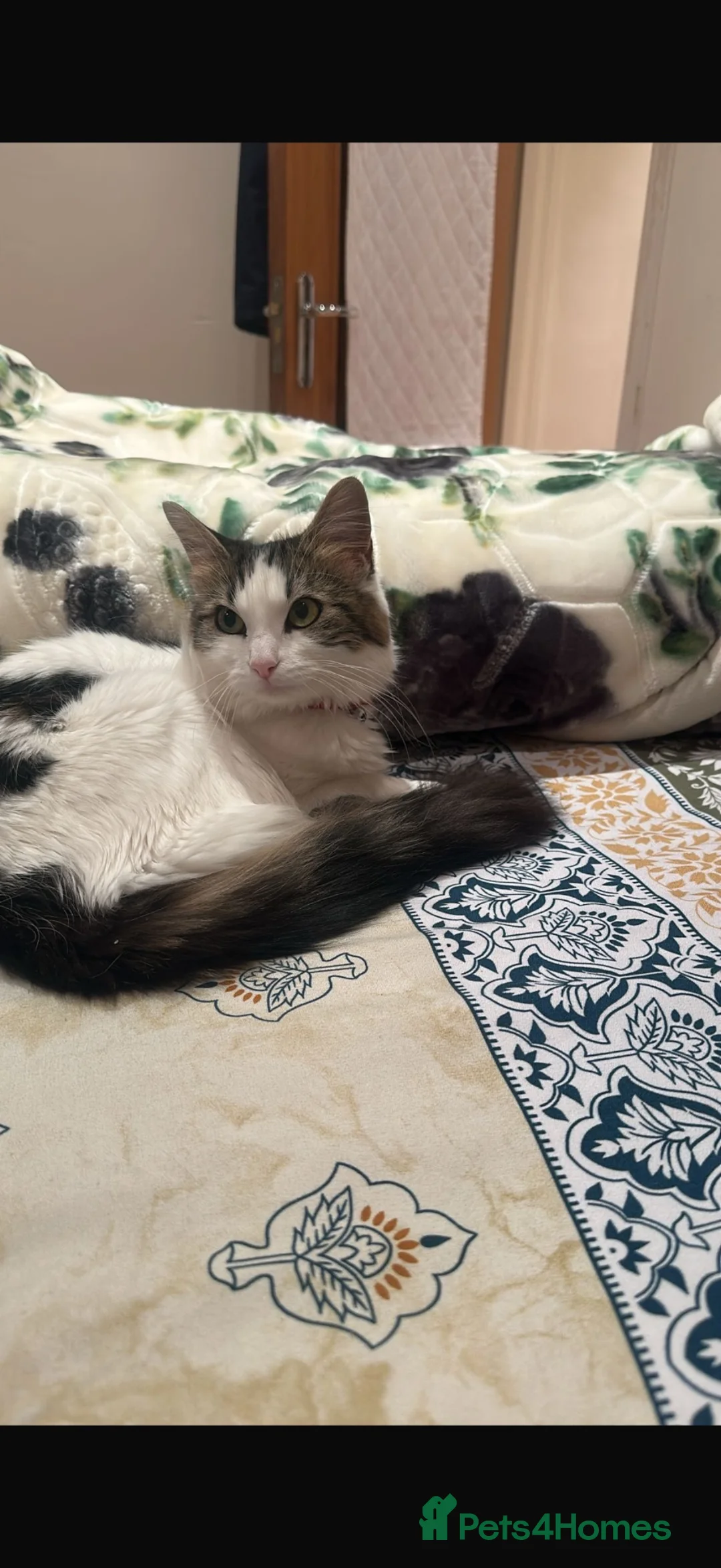 Mixed Breed cats for sale: 2 Kittens (boys) in Greenford - Advert 2