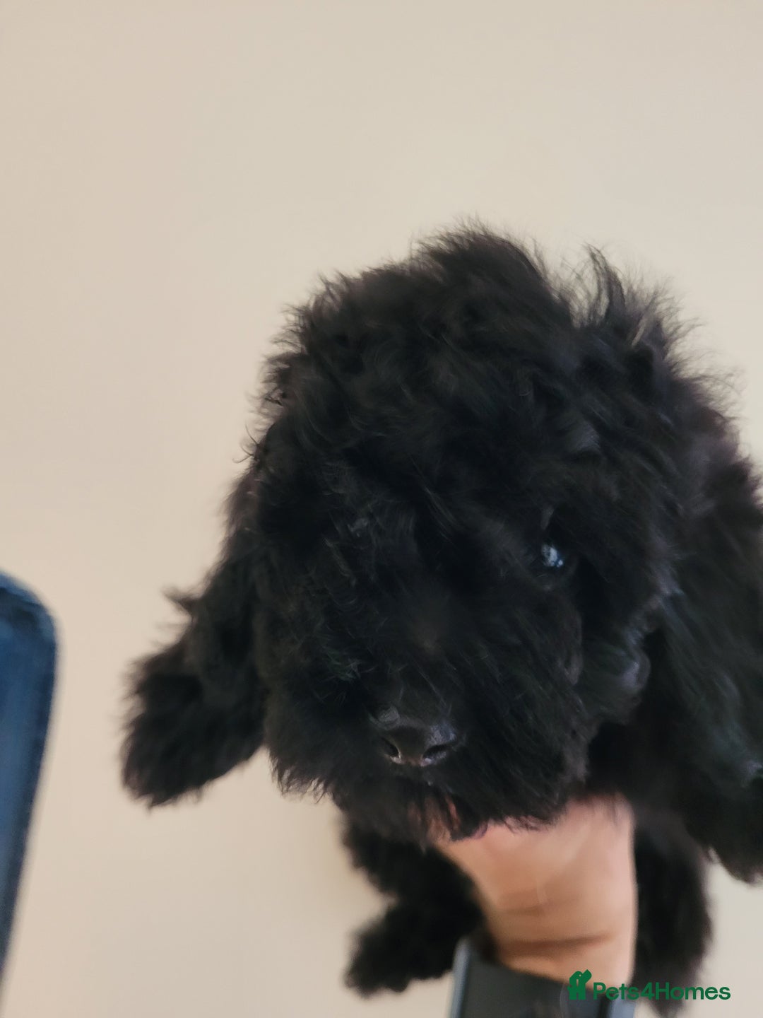 Toy Poodle dogs for sale: Toy poodle boys - Image 7