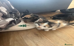 Domestic Shorthair cats for sale: 7 kittens ready to go 21 September  - Image 3