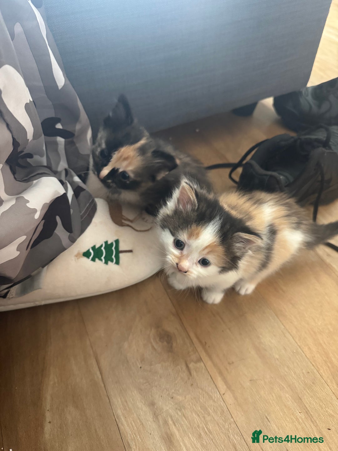 Domestic Shorthair cats for sale: 7 kittens ready to go 21 September  - Image 3