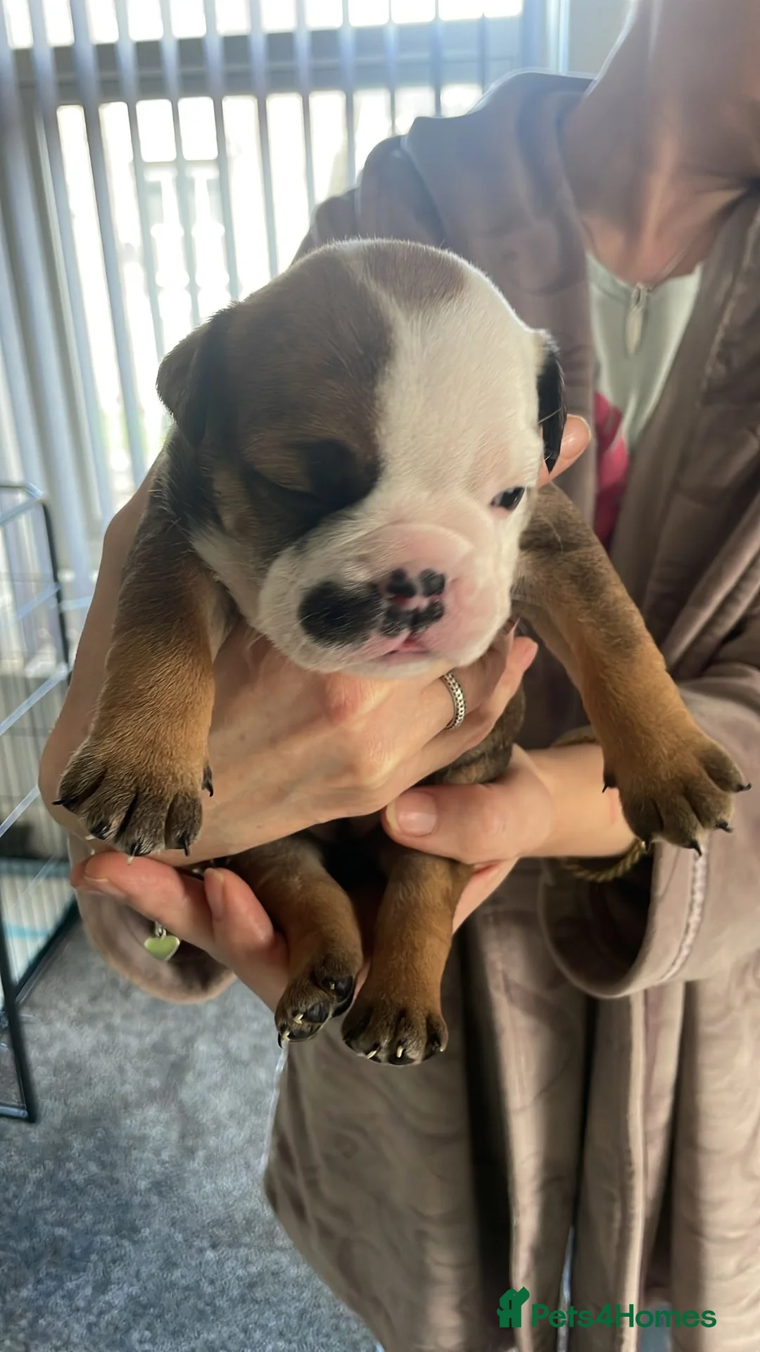 English Bulldog dogs for sale: New England bulldog puppies  - Advert 2