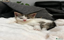 Mixed Breed cats for sale: Beautiful female kitten for sale - Advert 2