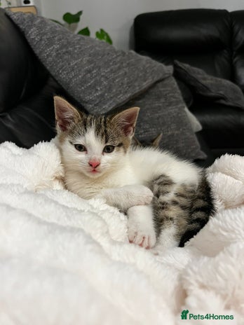 Mixed Breed cats Beautiful female kitten for sale - Advert 1