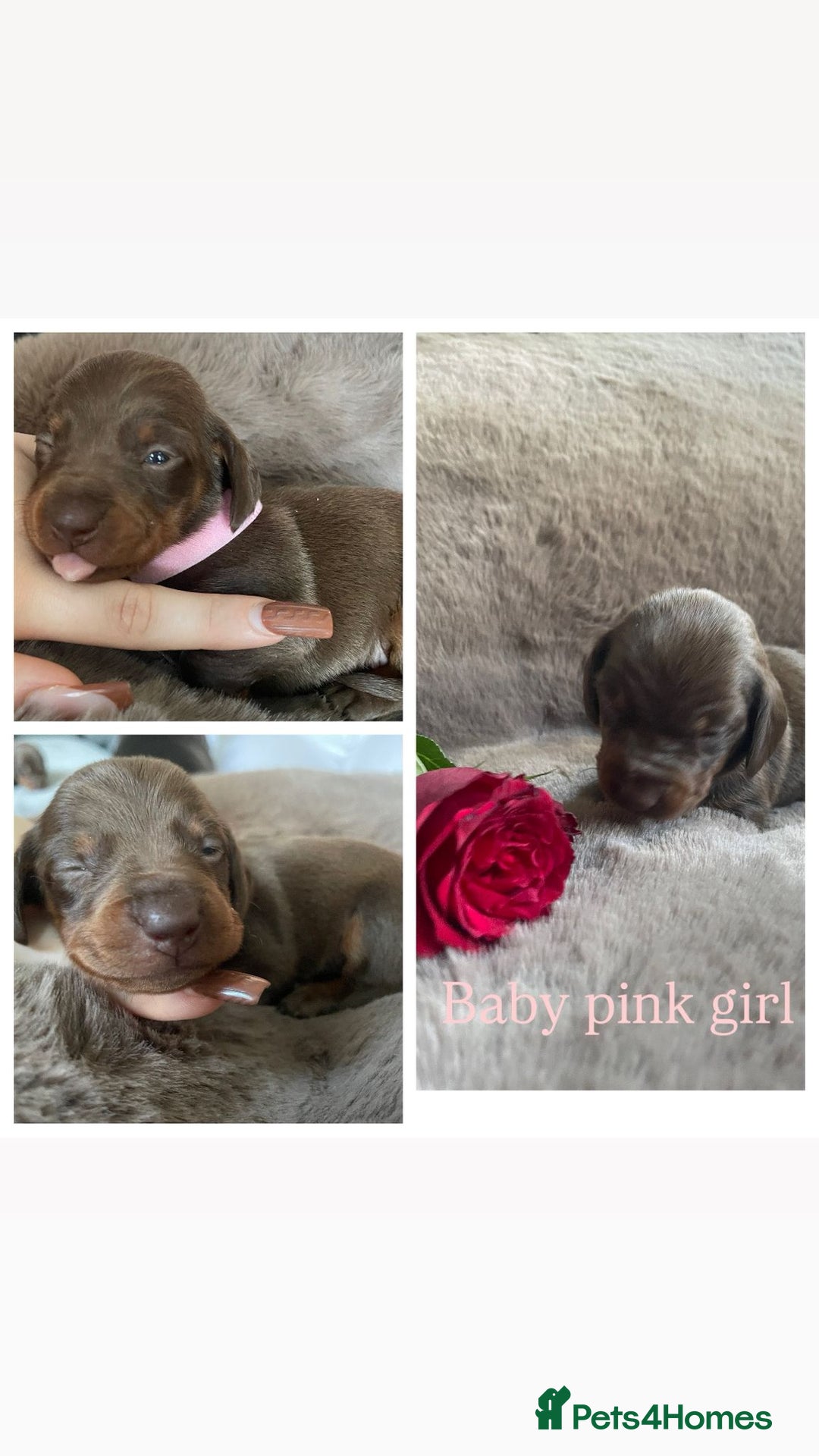 Miniature Dachshund dogs for sale: Miniature dachshund puppies  - Advert 2