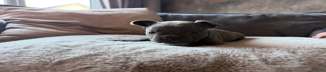 French Bulldog Puppy 1