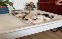 British Shorthair cats for sale: 6 Playful British Shorthair Cats - Image 2