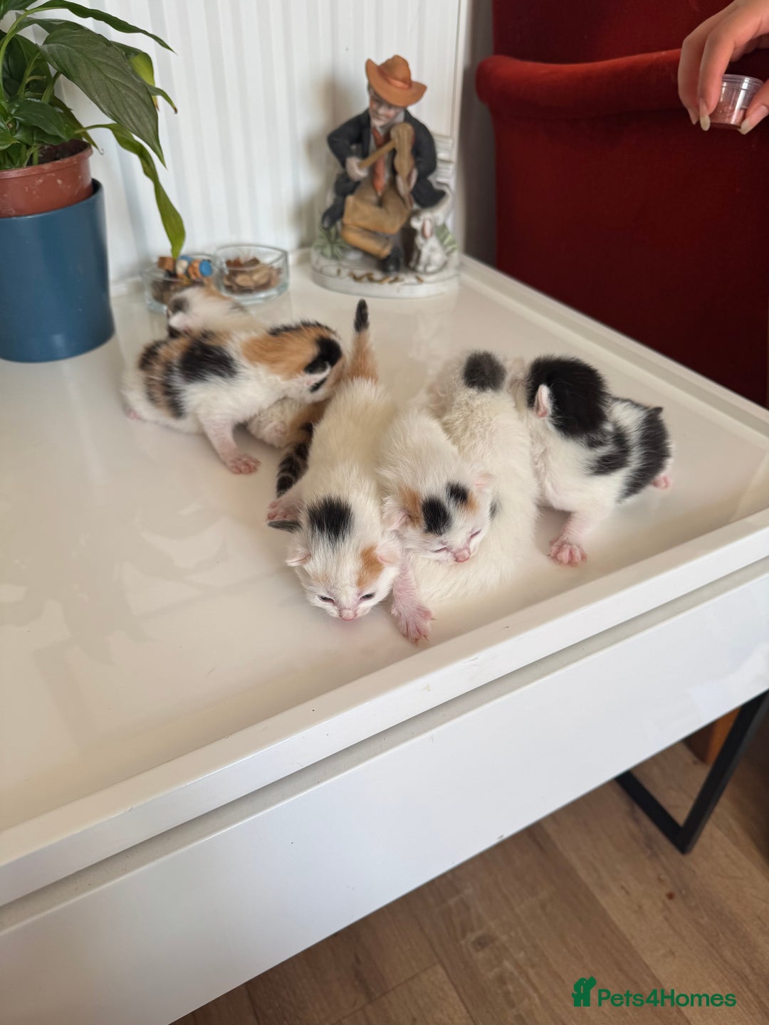 British Shorthair cats for sale: 6 Playful British Shorthair Cats - Image 2
