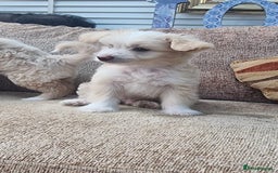 Chinese Crested dogs for sale: 5 beautiful Chinese crested puffs 3 girls 2 boys - Image 14