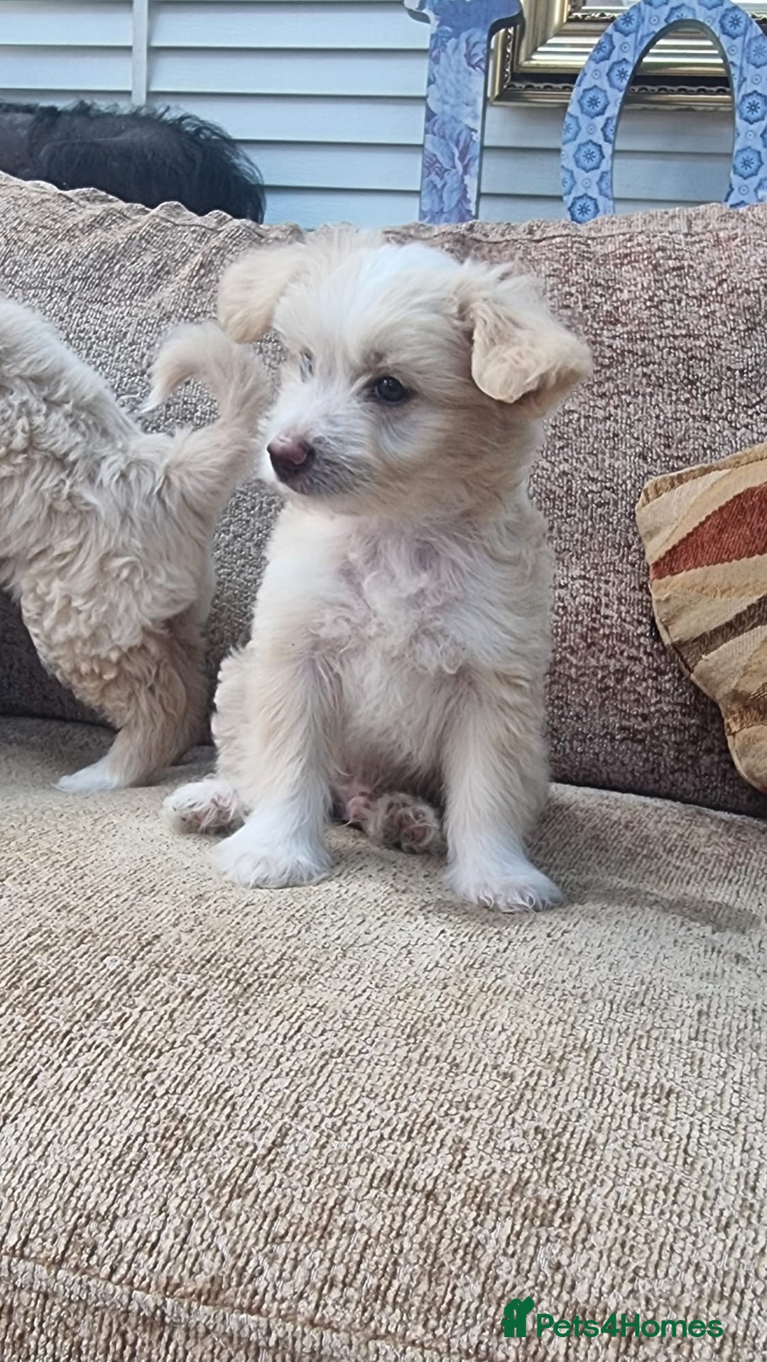 Chinese Crested dogs for sale: 5 beautiful Chinese crested puffs 3 girls 2 boys - Image 14