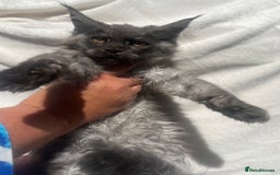 Maine Coon cats for sale: STUNNING MAINE COON SMOKE (tica activereg ) - Image 23