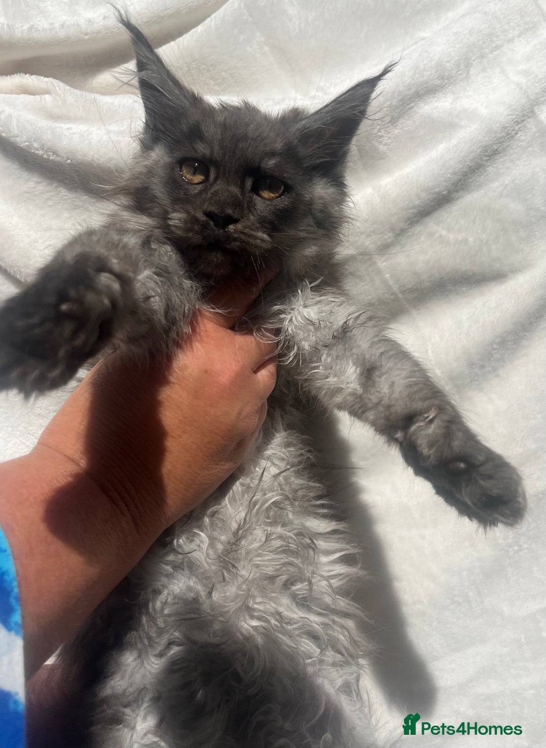 Maine Coon cats for sale: STUNNING MAINE COON SMOKE (tica activereg ) - Image 23