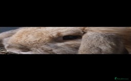Mini Lop rabbits for sale: Mini lop rabbits  - Image 14
