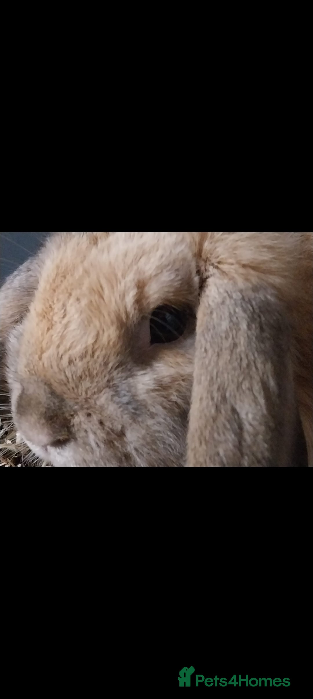 Mini Lop rabbits for sale: Mini lop rabbits  - Image 14