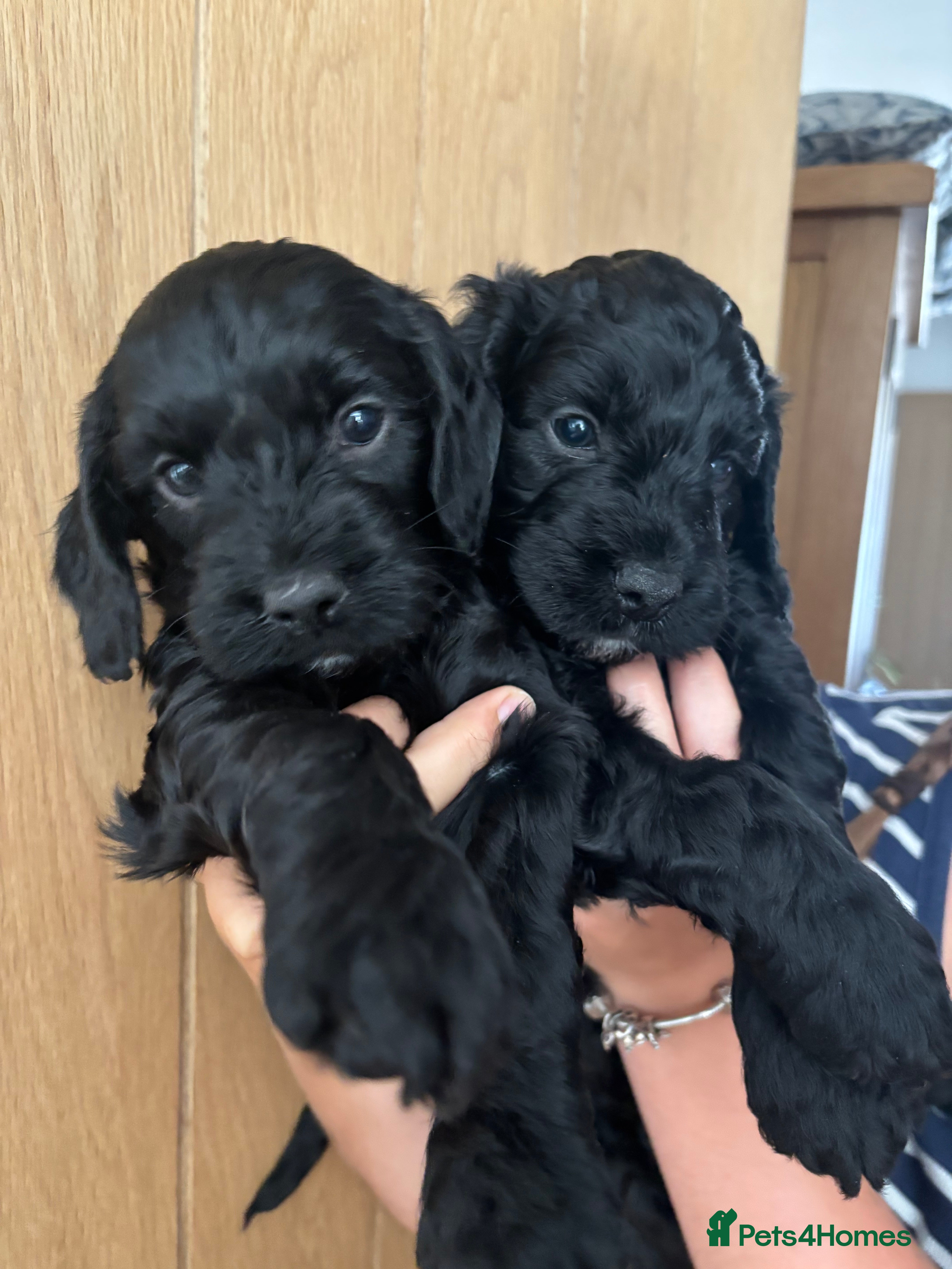 Cockapoo dogs Beautiful F1 Cockerpoo puppies - Advert 2