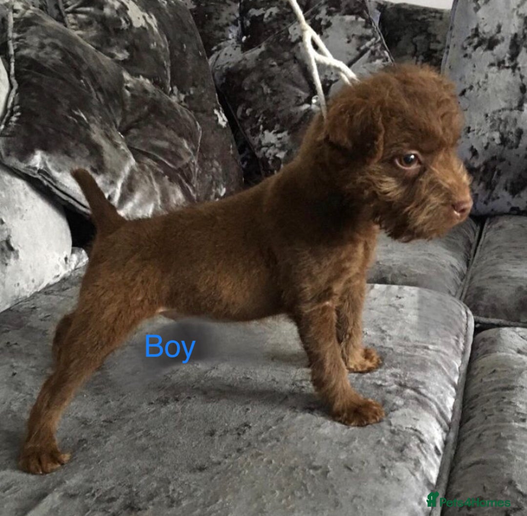 Patterdale Terrier dogs for sale: patterdale terrier puppies  - Advert 1