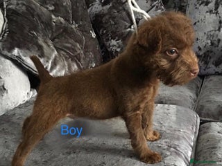 Patterdale Terrier dogs patterdale terrier puppies - Advert 1