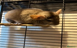 Chinchilla rodents for sale: Chinchillas for sale - Image 12