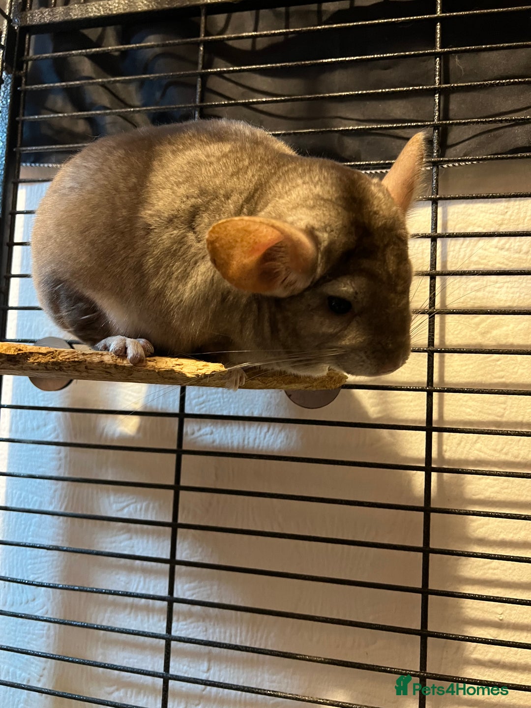 Chinchilla rodents for sale: Chinchillas for sale - Image 12