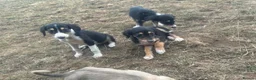 Saluki dogs for sale: Saluki puppy s  - Advert 10