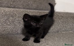 British Shorthair cats for sale: Black Slightly Fluffy Kittens  - Image 3