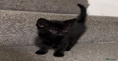 British Shorthair cats - Advert 15