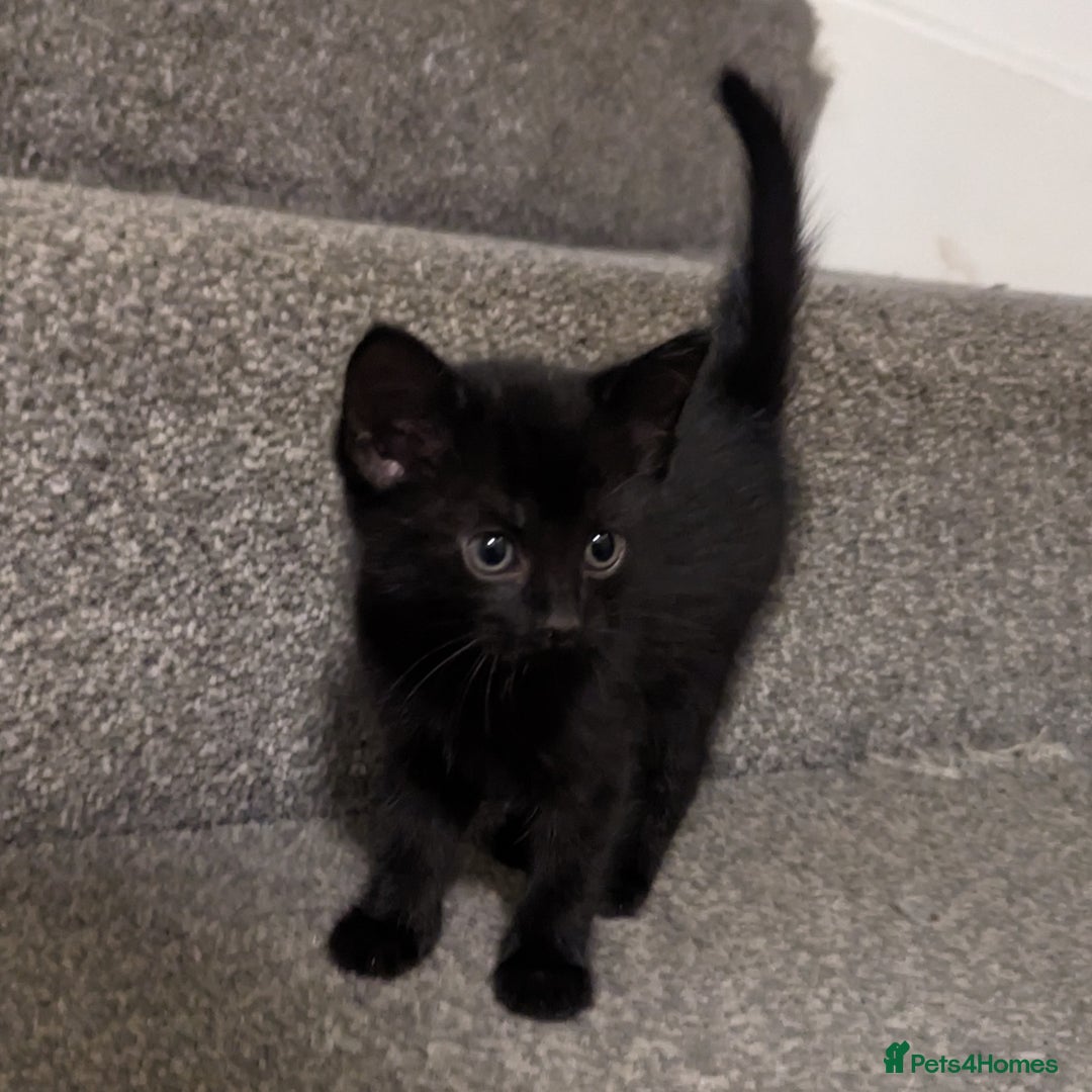 British Shorthair cats for sale: Black Slightly Fluffy Kittens  - Image 3