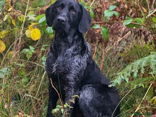 German Wirehaired Pointer dogs Black ticked GWP standing at Stud in Harrogate - Advert 4