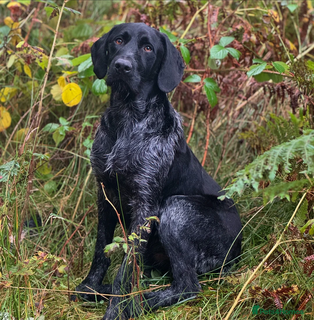 German Wirehaired Pointer dogs for stud: Black ticked GWP standing at Stud in Harrogate - Advert 1