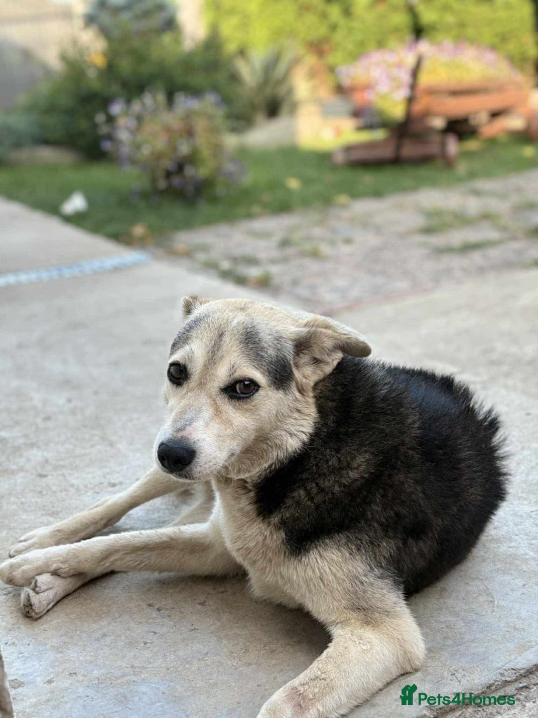 Mixed Breed dogs for adoption: Cindy for adoption - Advert 3